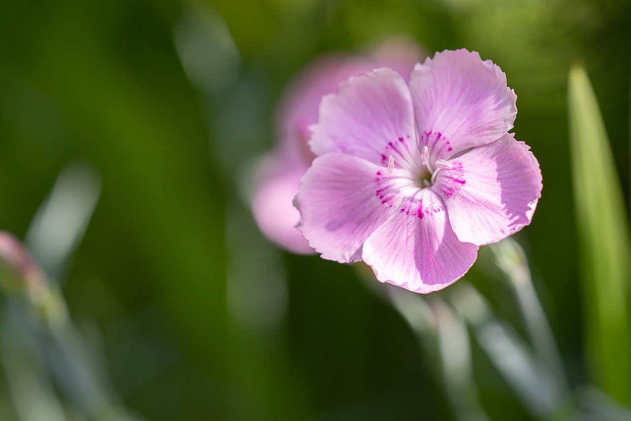 flower  blossom  bloom free photo