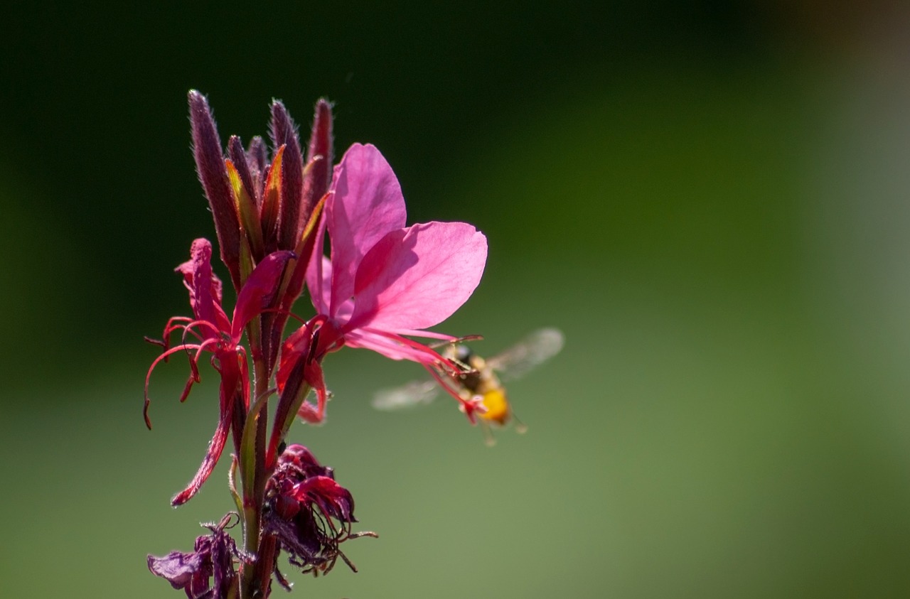 flower  insect  nature free photo