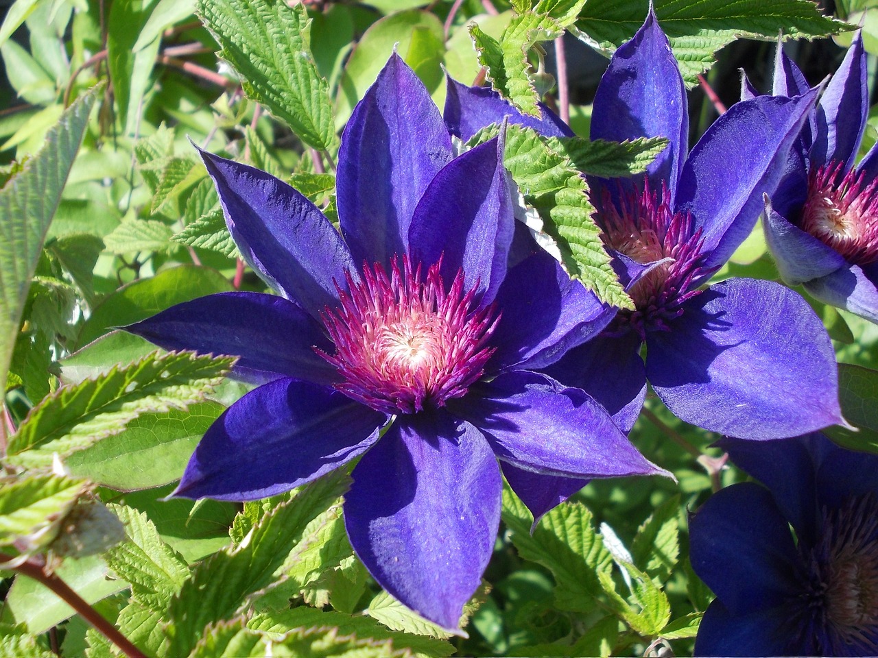 flower  summer  clematis free photo