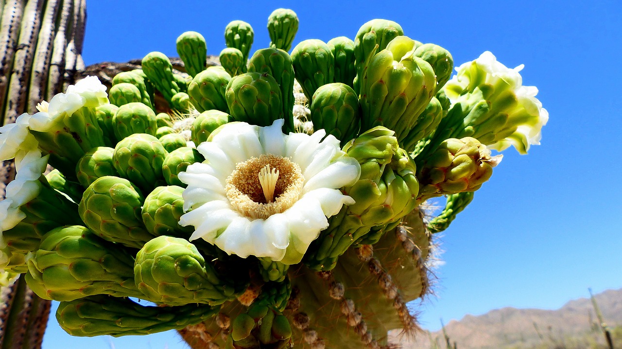 flower  cactus  saguaro free photo