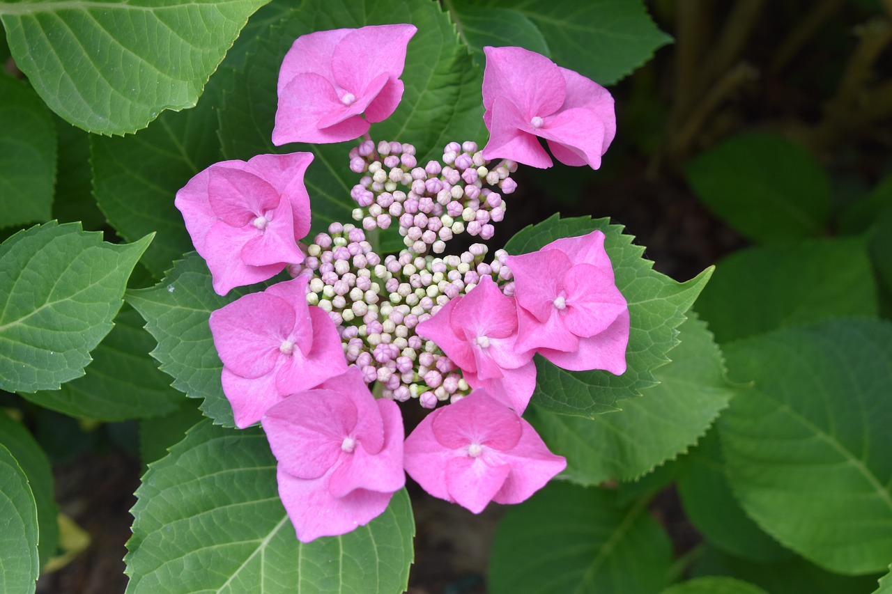 flower  pink  nature free photo