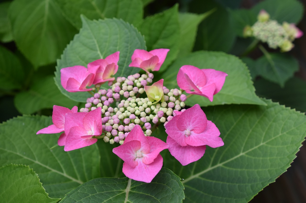 flower  pink  nature free photo