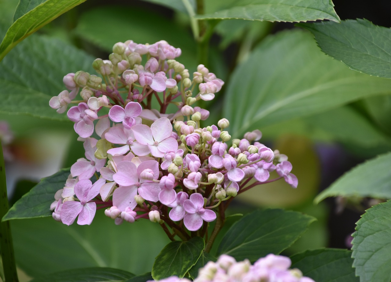 flower  pink  nature free photo