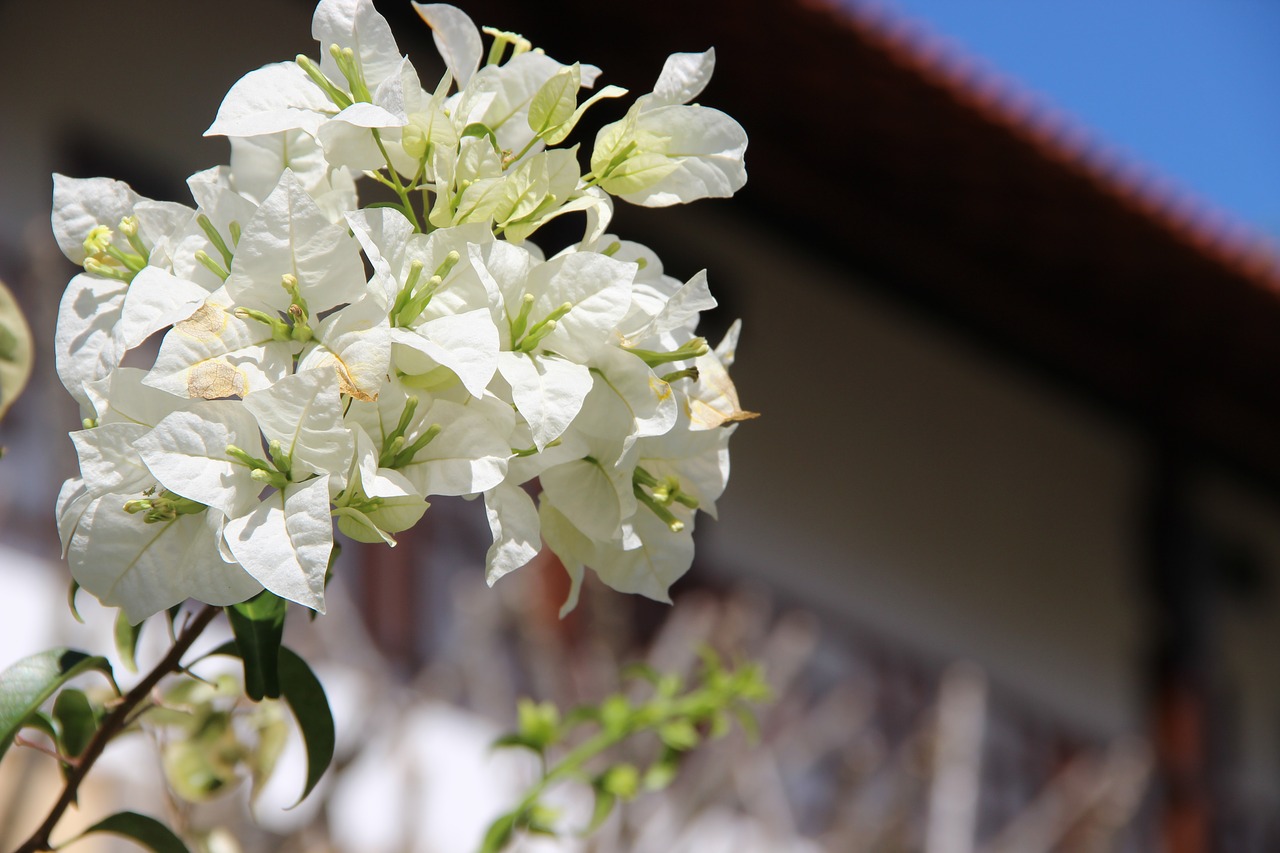 flower  plant  spring free photo