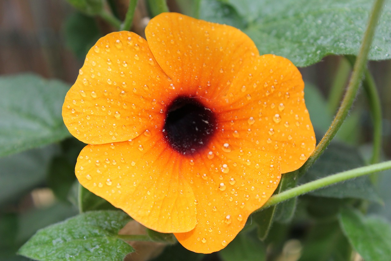 flower nature black eyed susan free photo