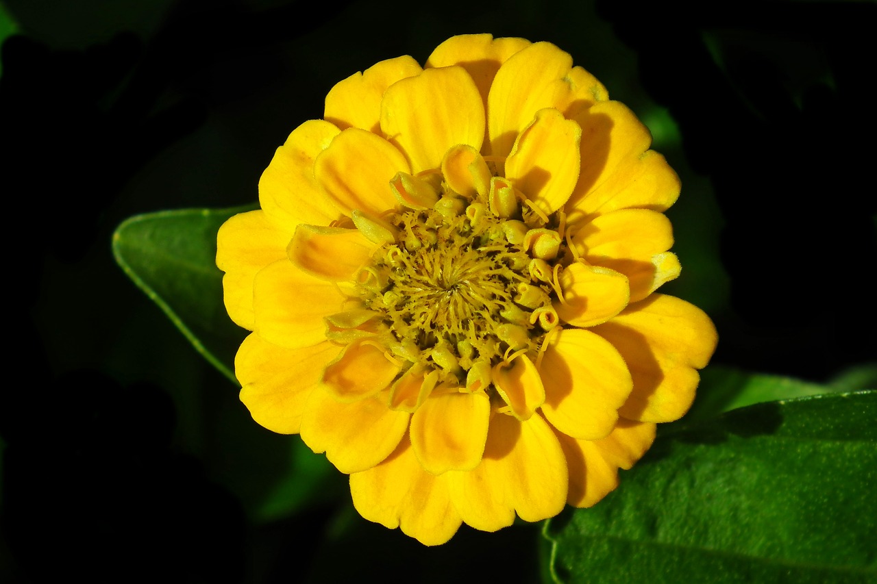 flower  zinnia  yellow free photo