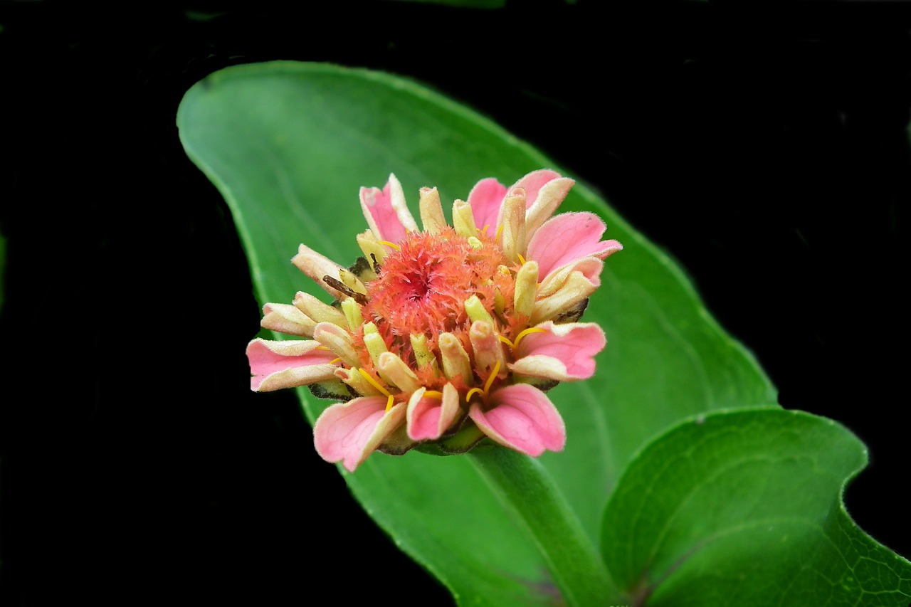 flower  zinnia  nature free photo