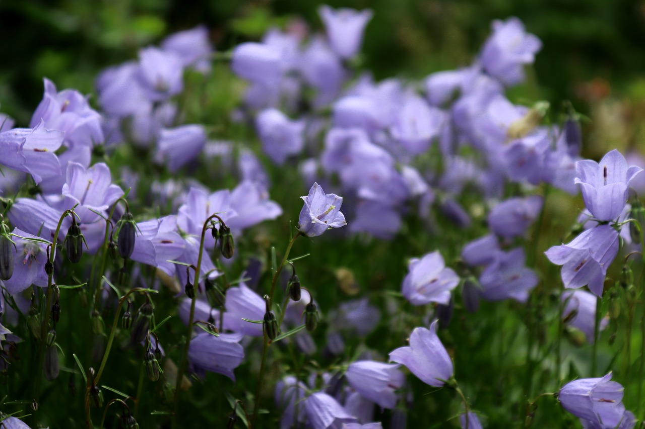 flower  bellflower  blossom free photo