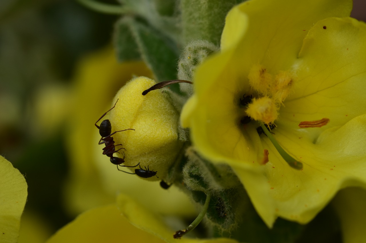 flower  ant  nature free photo