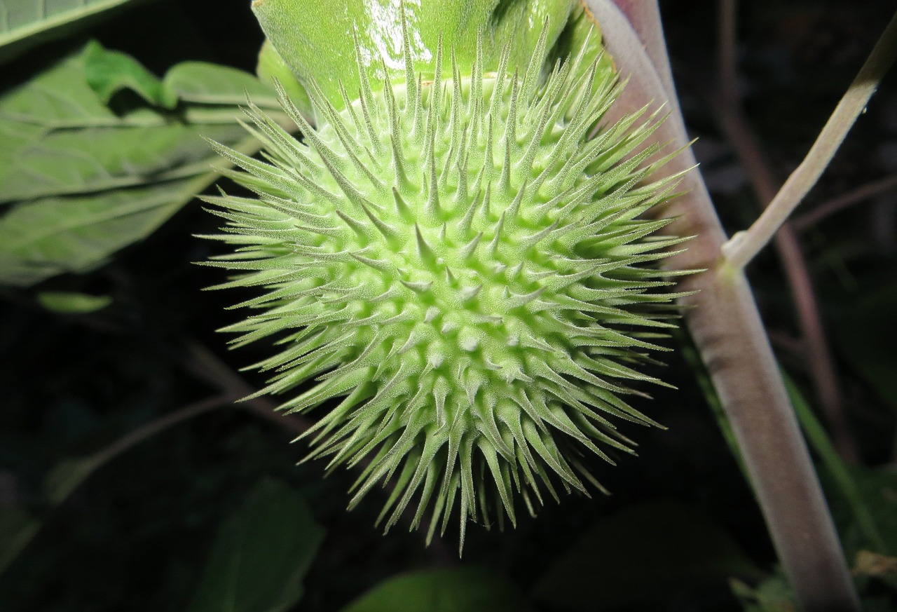 flower  nature  green free photo