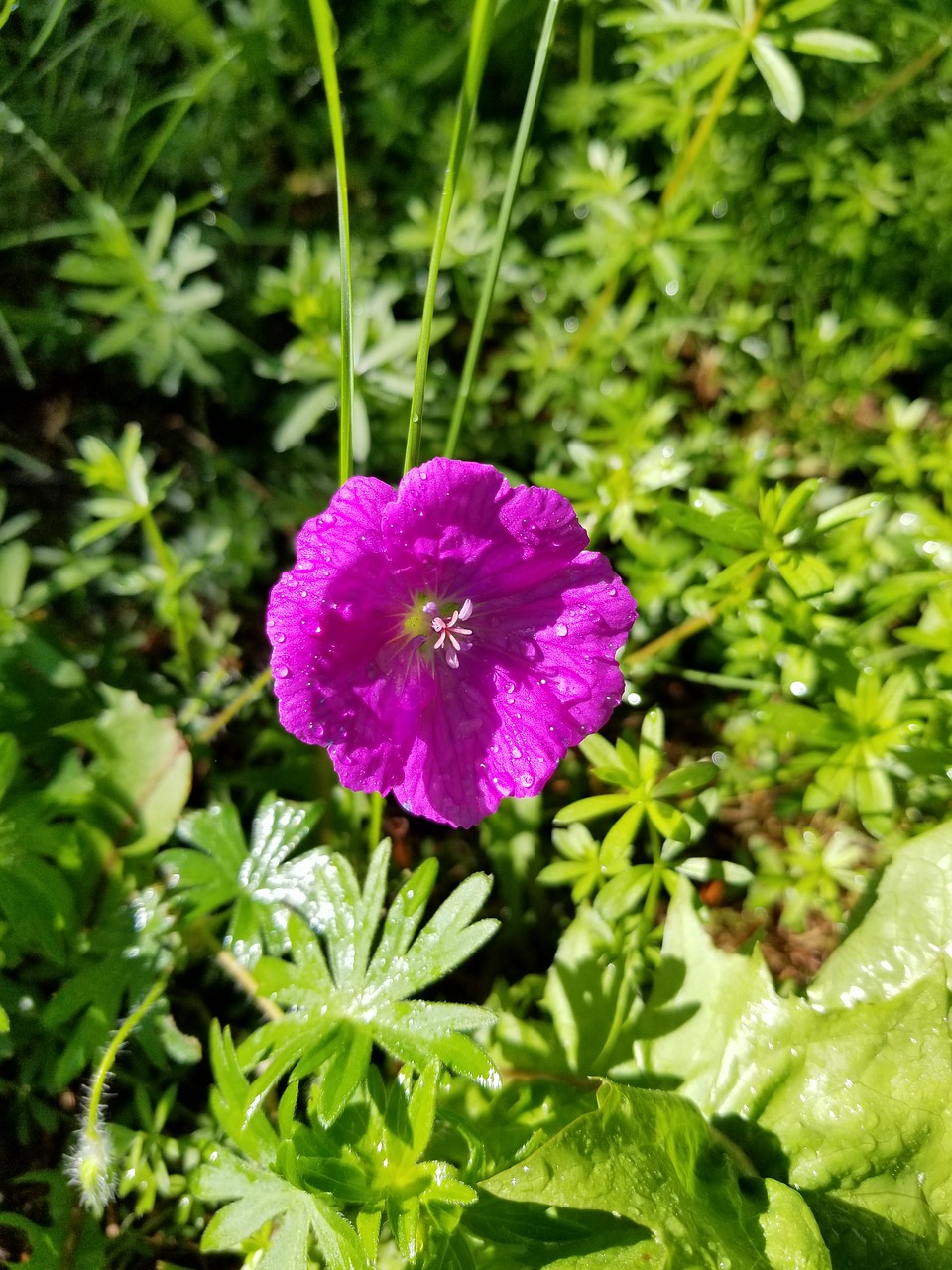 flower  purple  single free photo