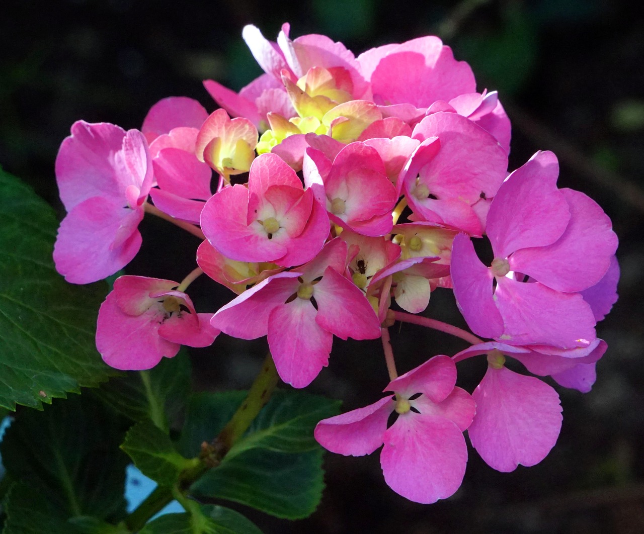 flower  blossom  bloom free photo