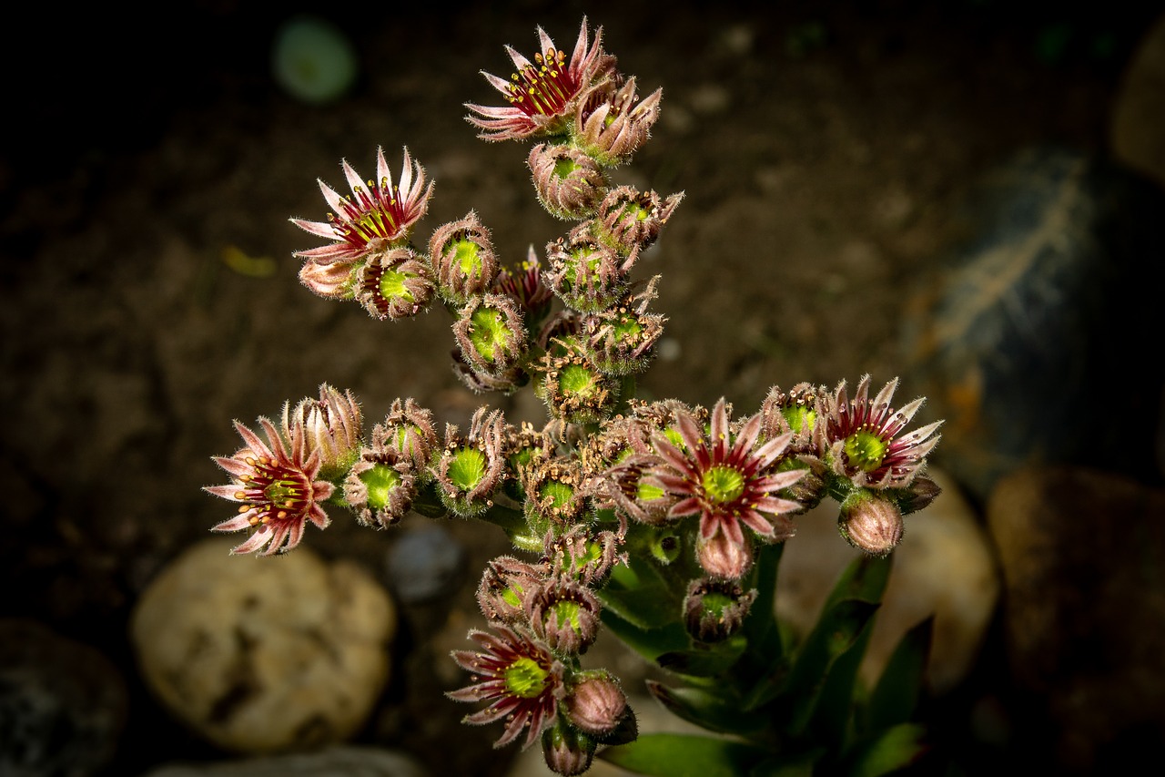 flower  plant  blossom free photo