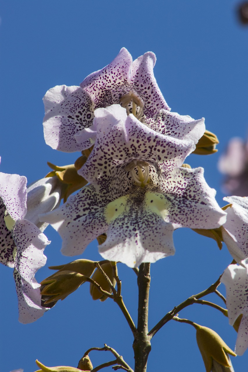 flower  fancy  plants free photo