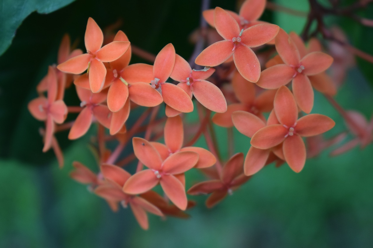 flower  plant  summer free photo