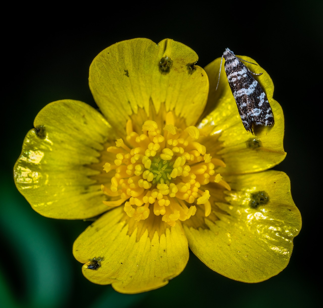 flower  buttercup  mol free photo