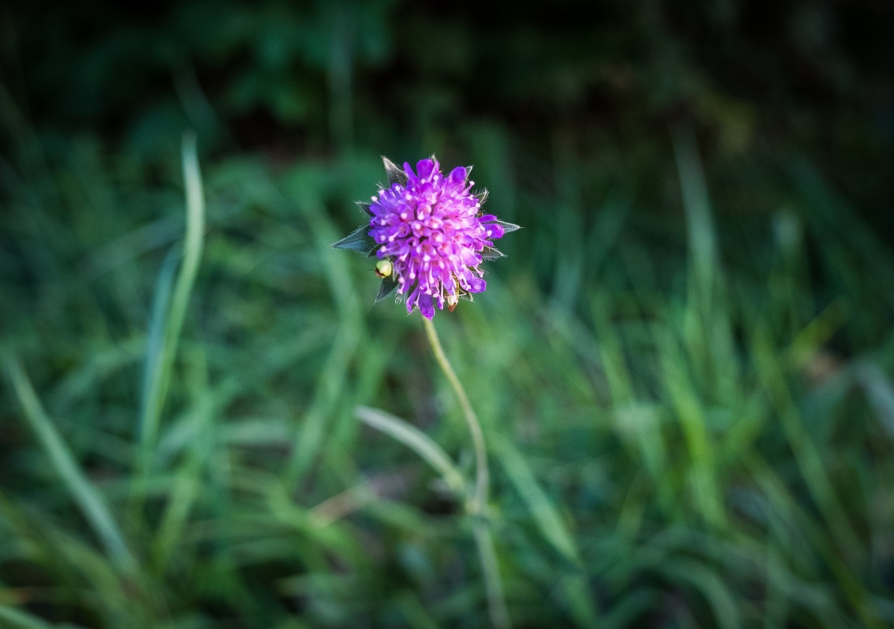 flower  bloom  weed free photo