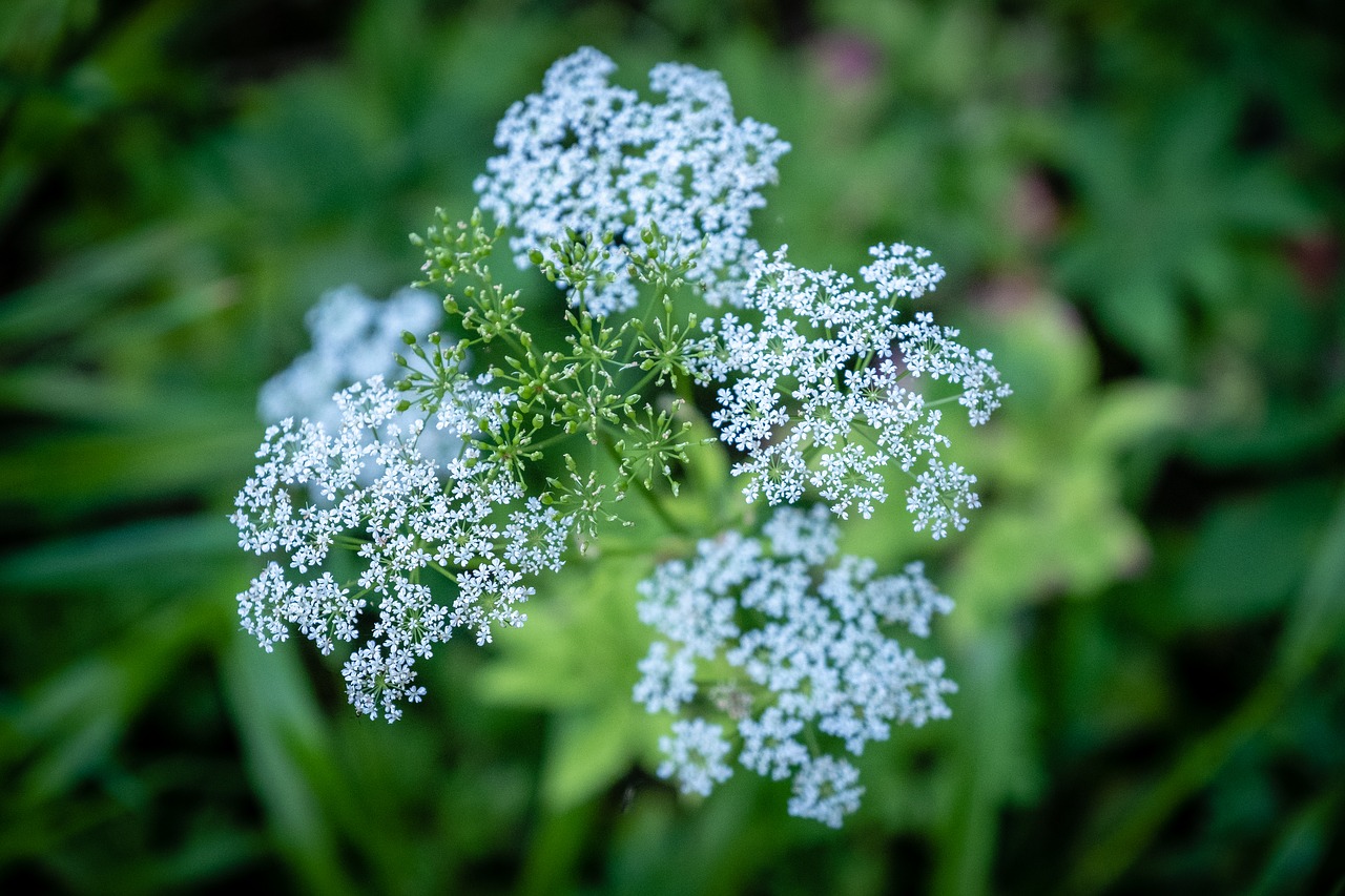 flower  green  white free photo