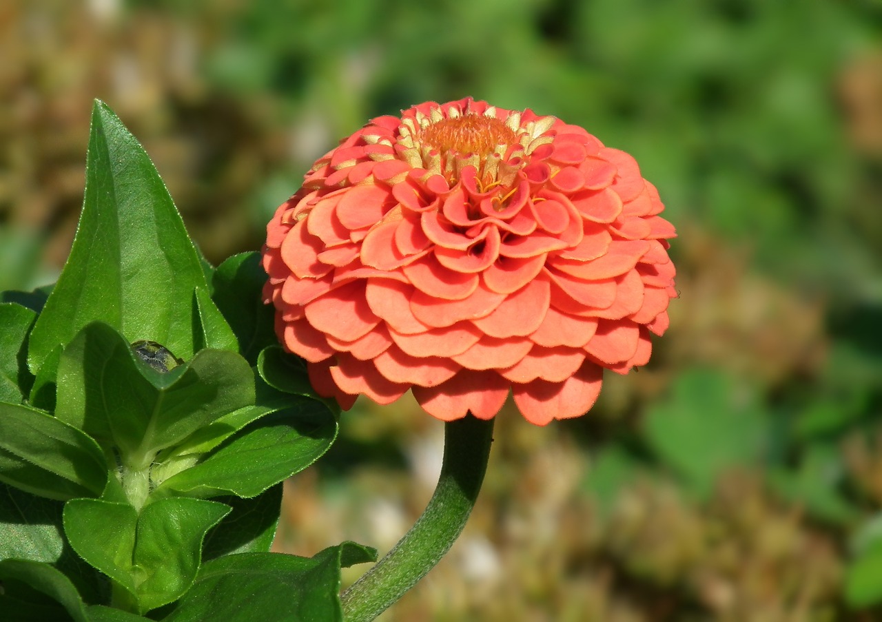 flower  zinnia  summer free photo