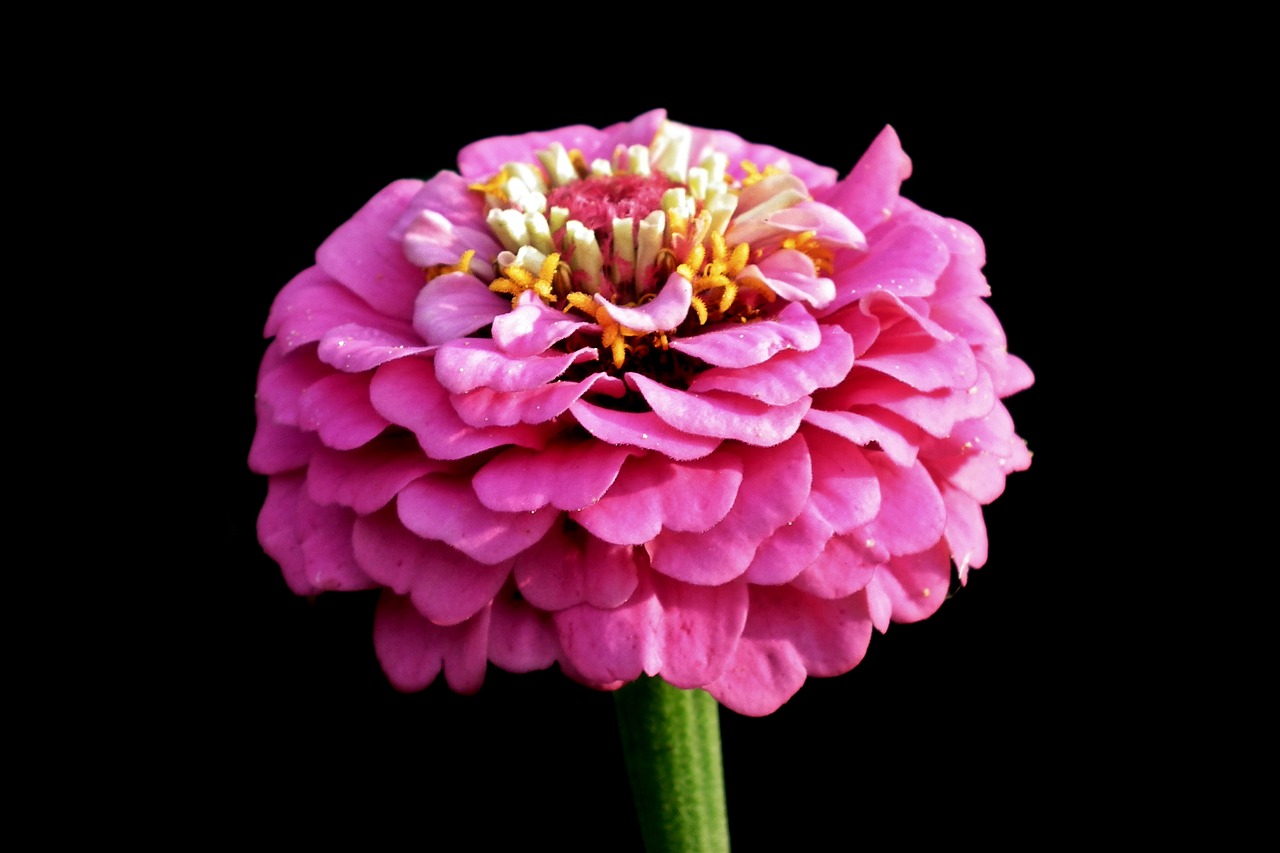 flower  zinnia  summer free photo