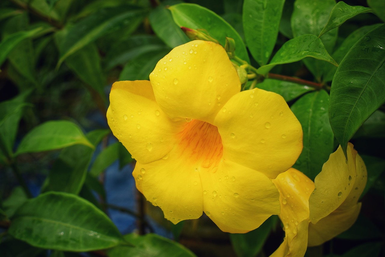 flower  yellow  summer free photo