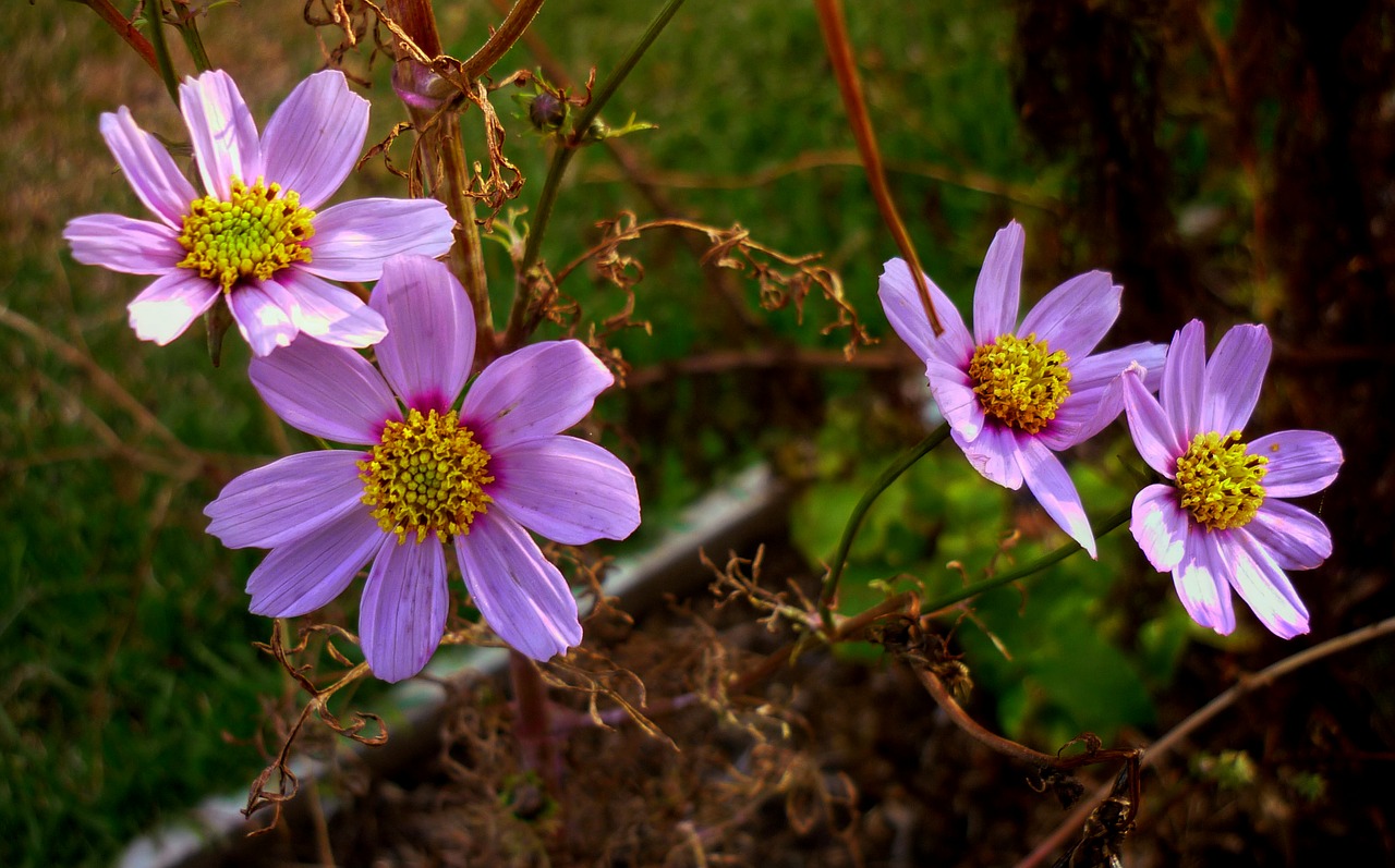 flower  nature  garden free photo