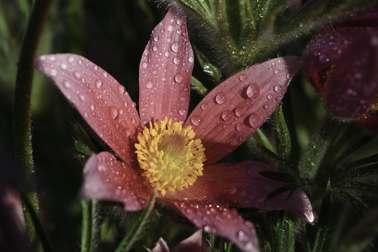 flower  garden  dew free photo