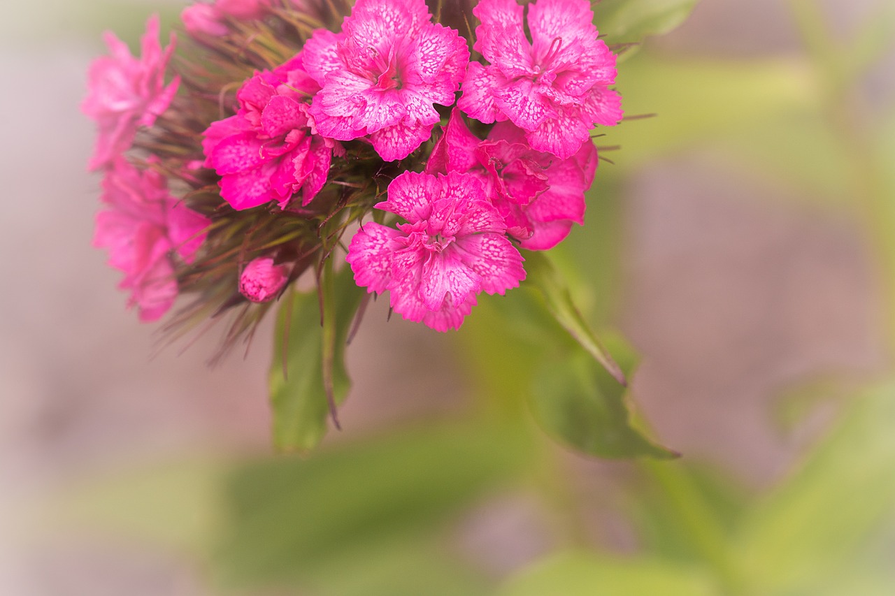 flower  pink  blossom free photo