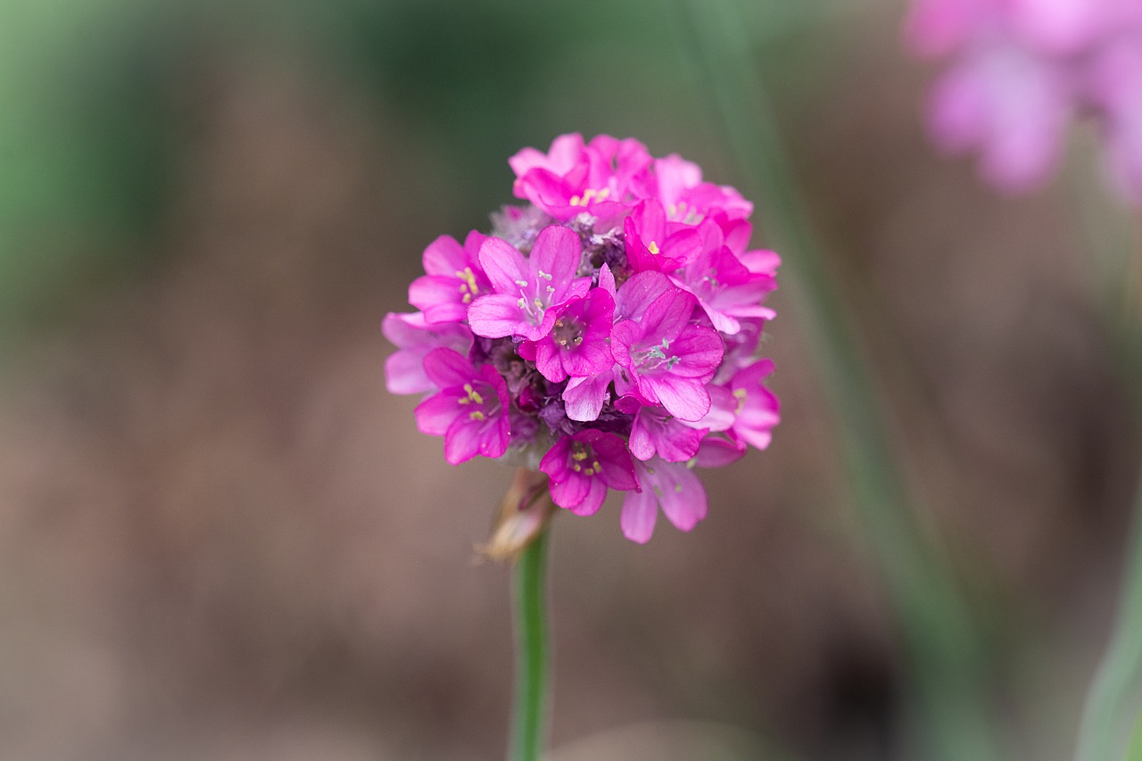 flower  pink  pink flower free photo