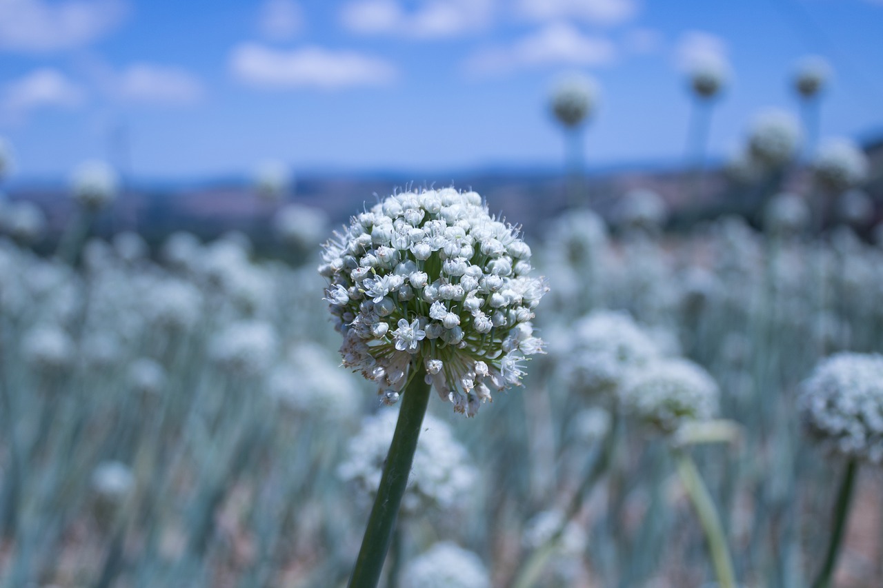 flower  onion  nature free photo