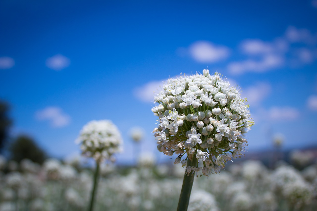 flower  onion  nature free photo