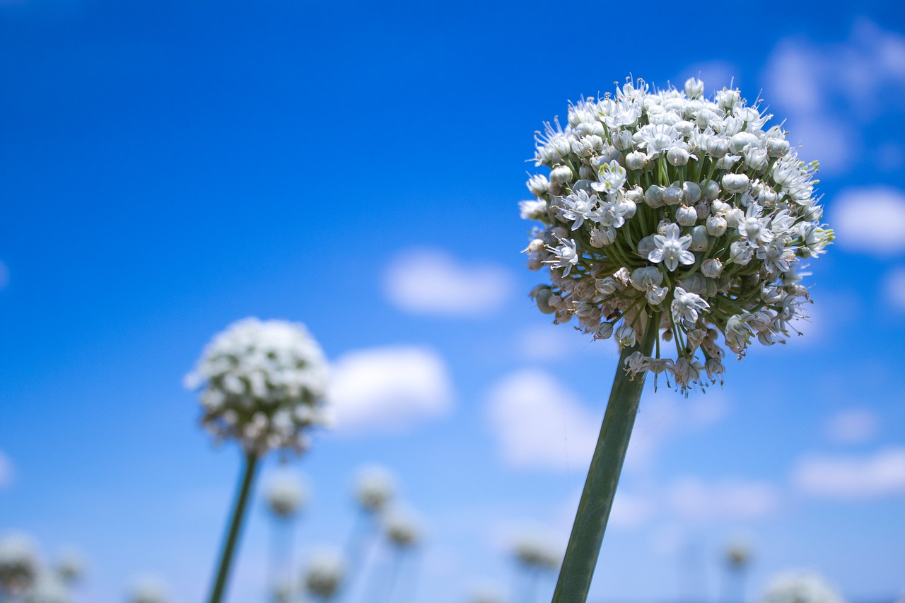 flower  onion  nature free photo