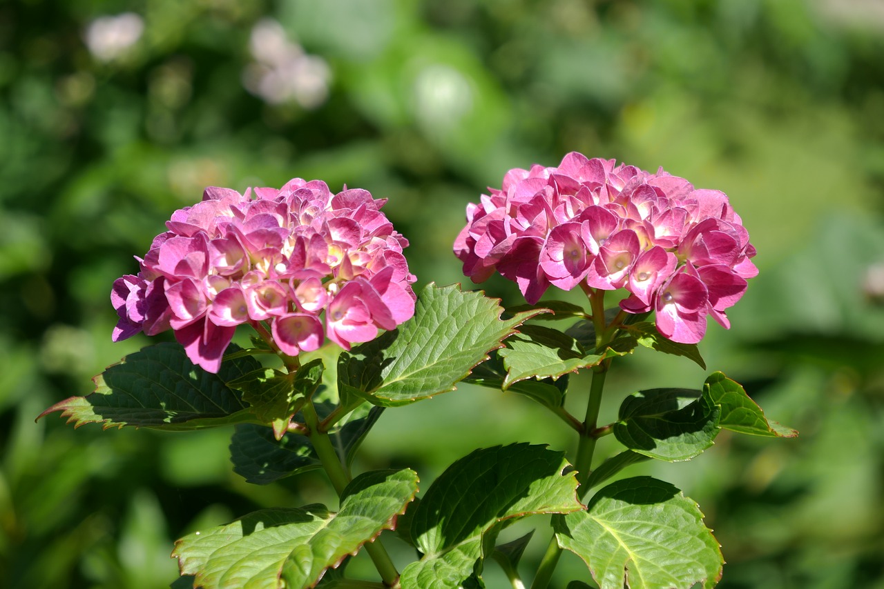 flower  summer  plant free photo