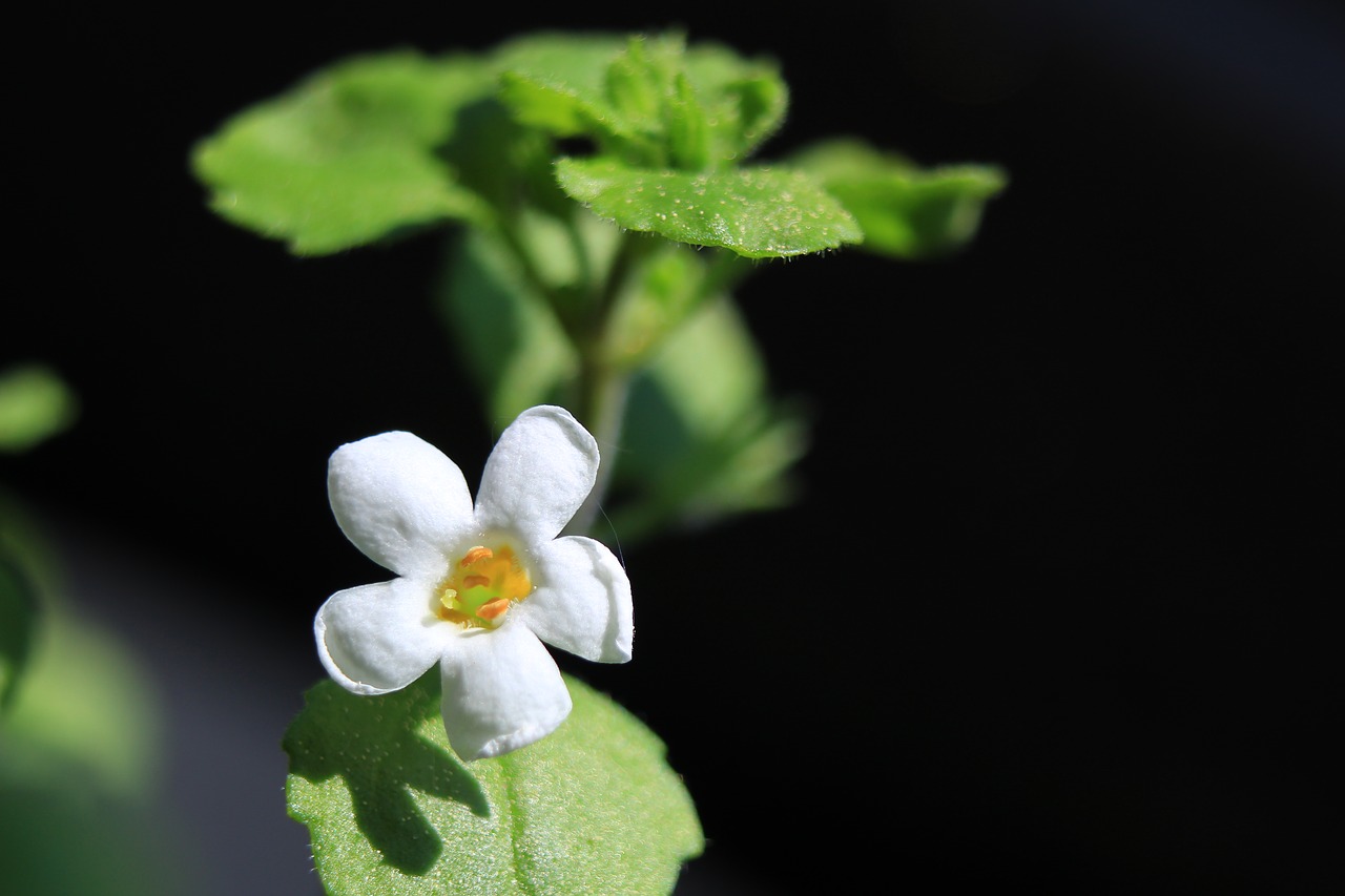 flower  blossom  spring free photo