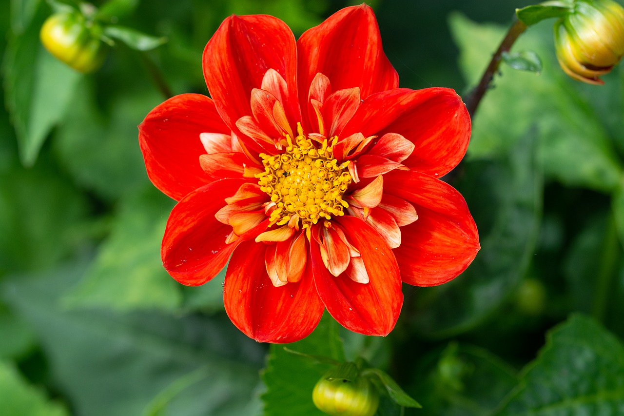 flower  orange  orange flower free photo