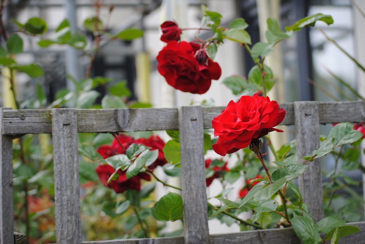 flower  rosa  red rose free photo