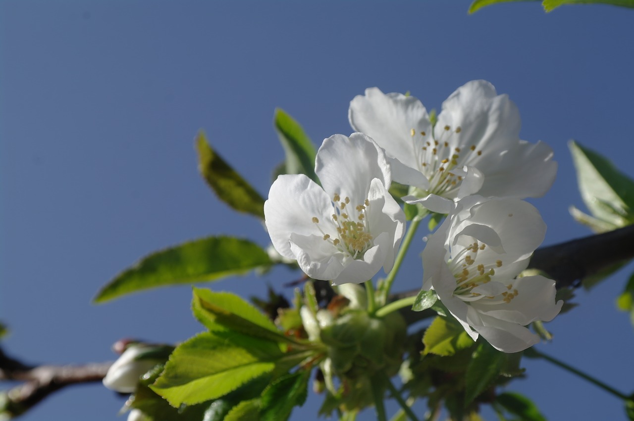 flower  cherry  spring free photo