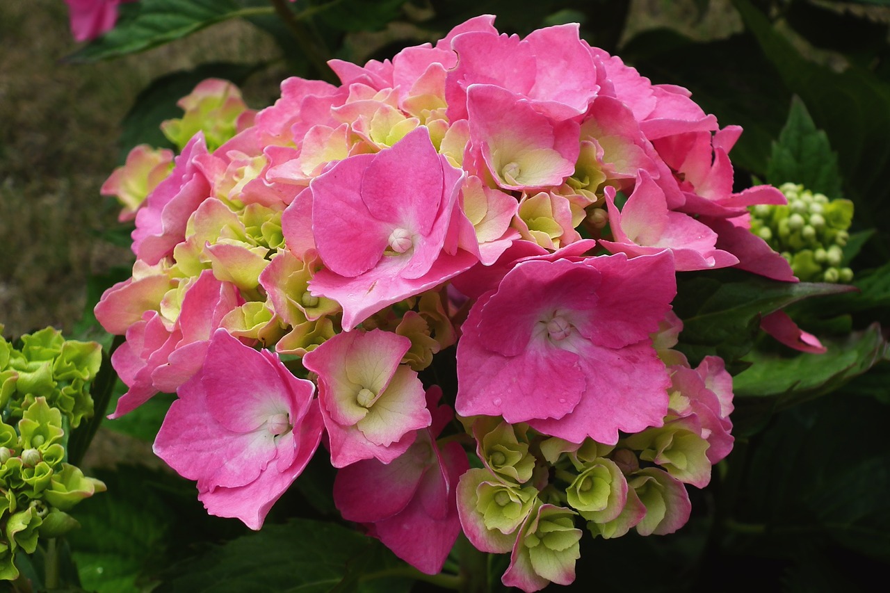 flower  hydrangea  pink free photo