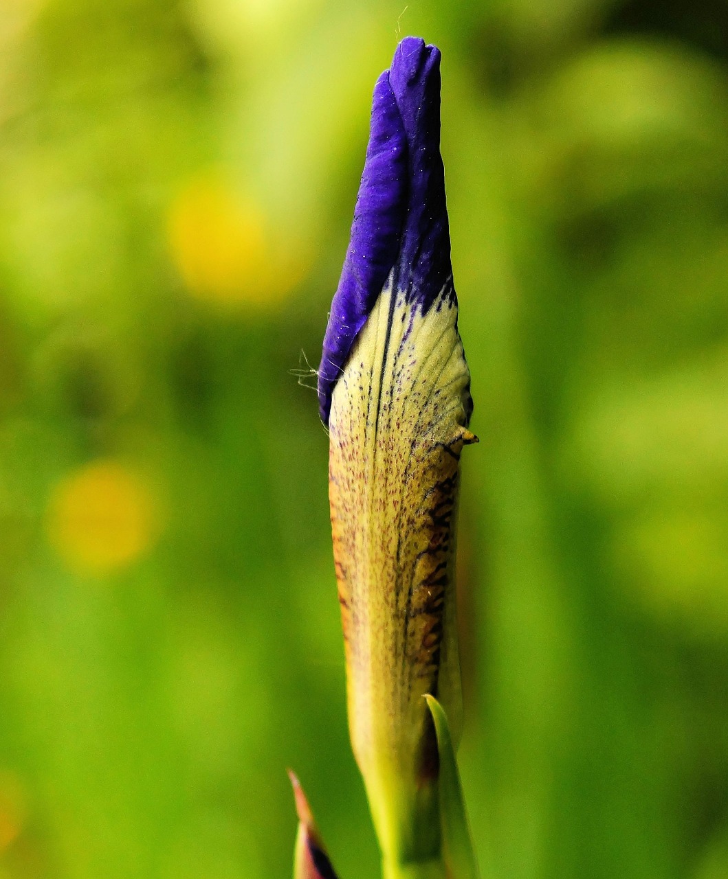 flower blossom bloom free photo