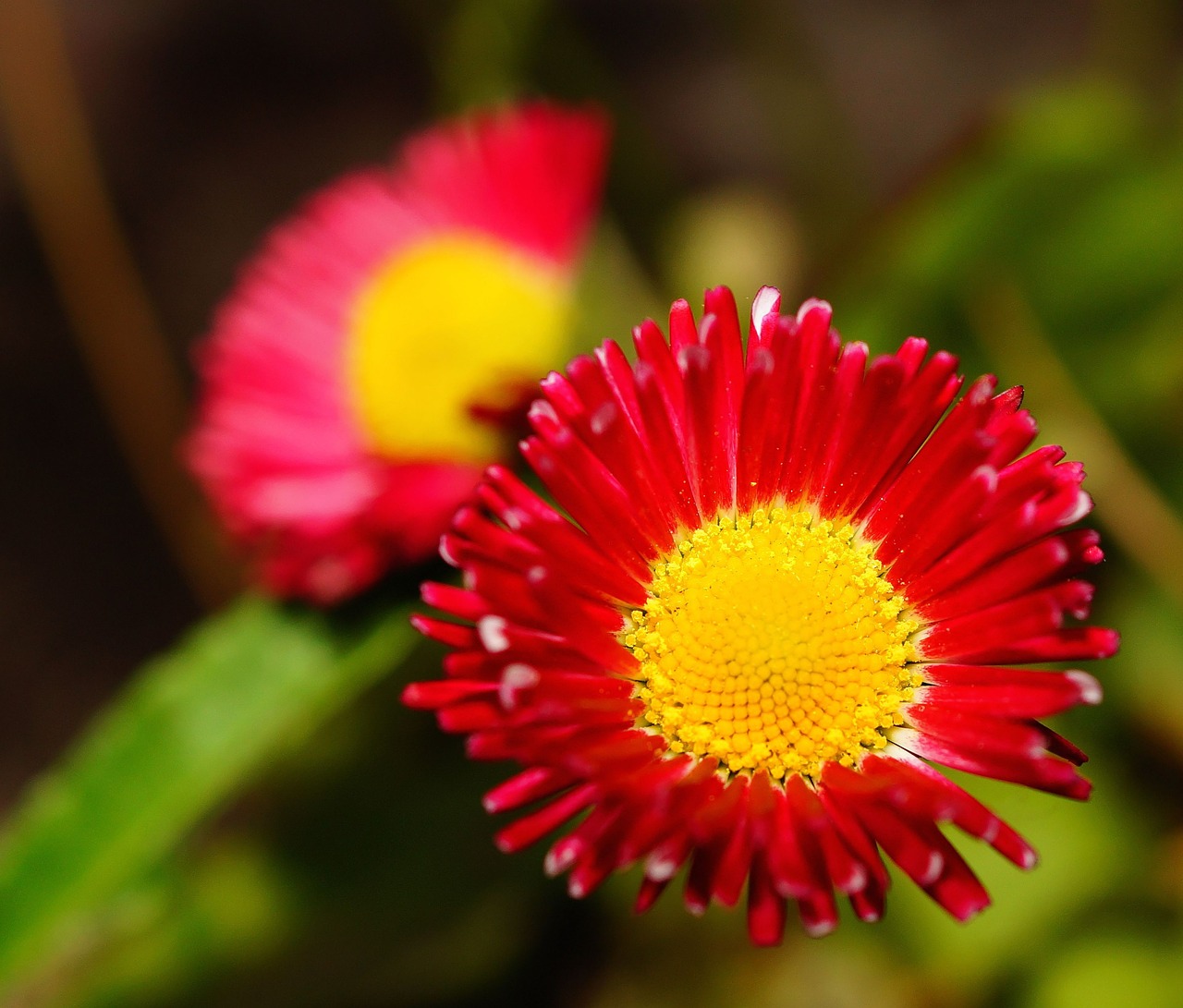 flower blossom bloom free photo