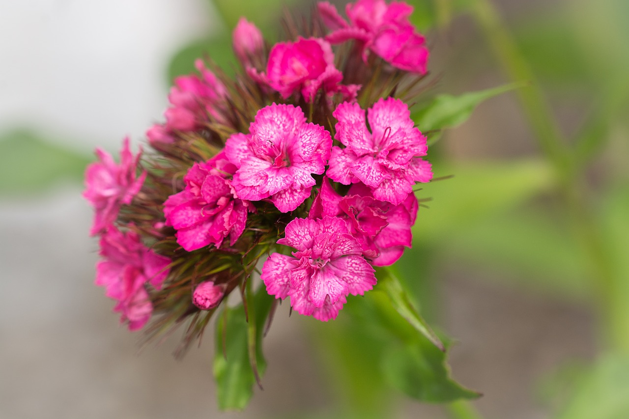 flower  pink  pink flower free photo