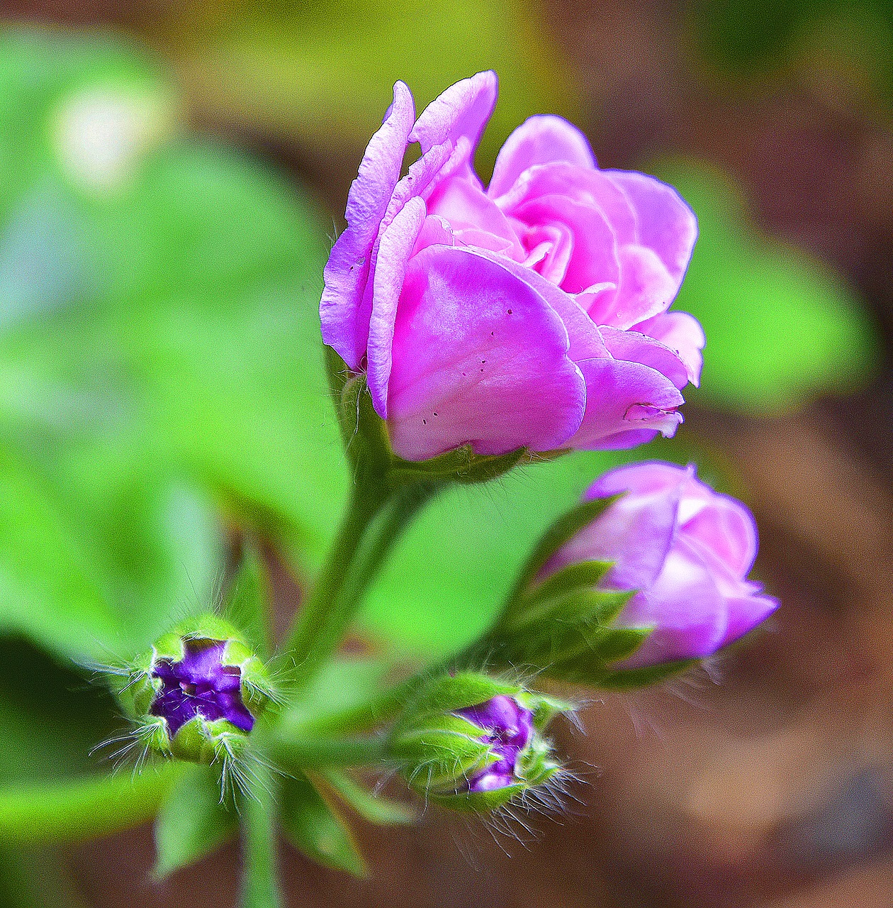 flower  garden  plant free photo