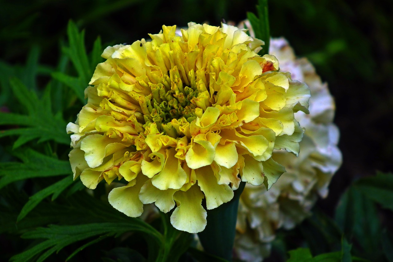flower  marigold  summer free photo