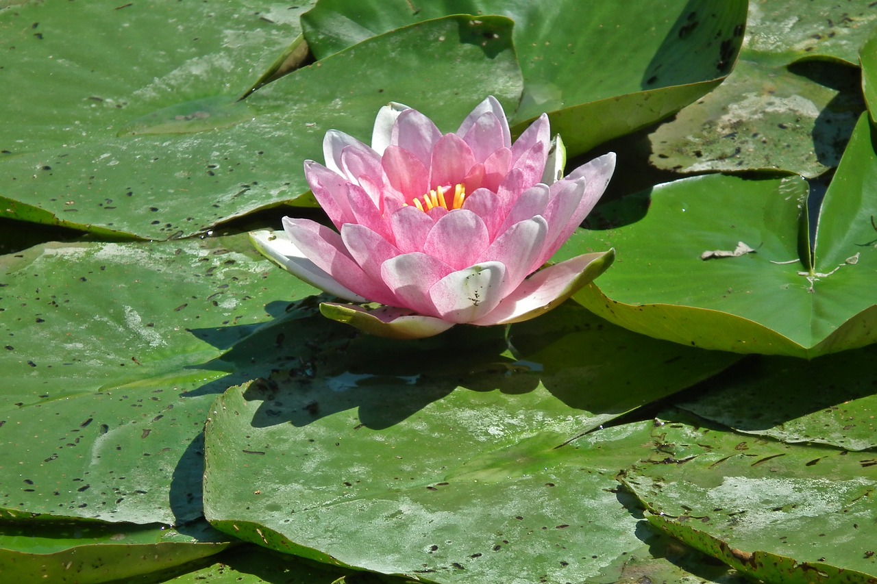 flower  water lily  leaf free photo