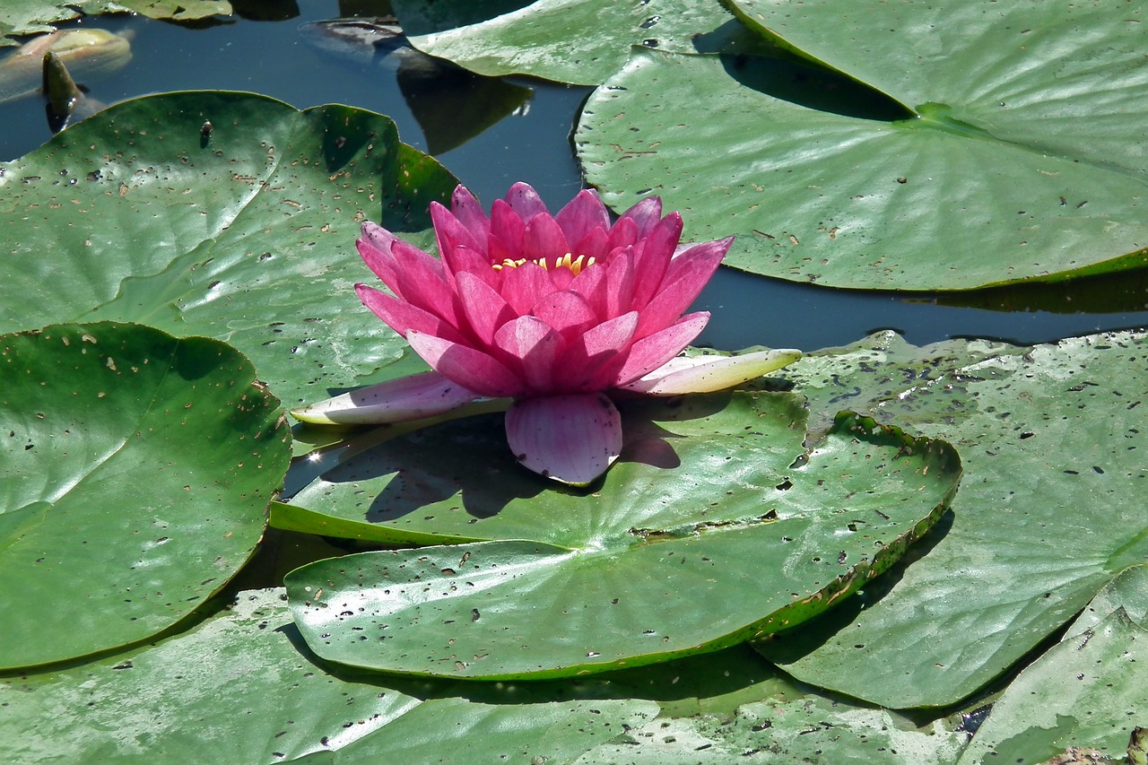 flower  water lily  summer free photo