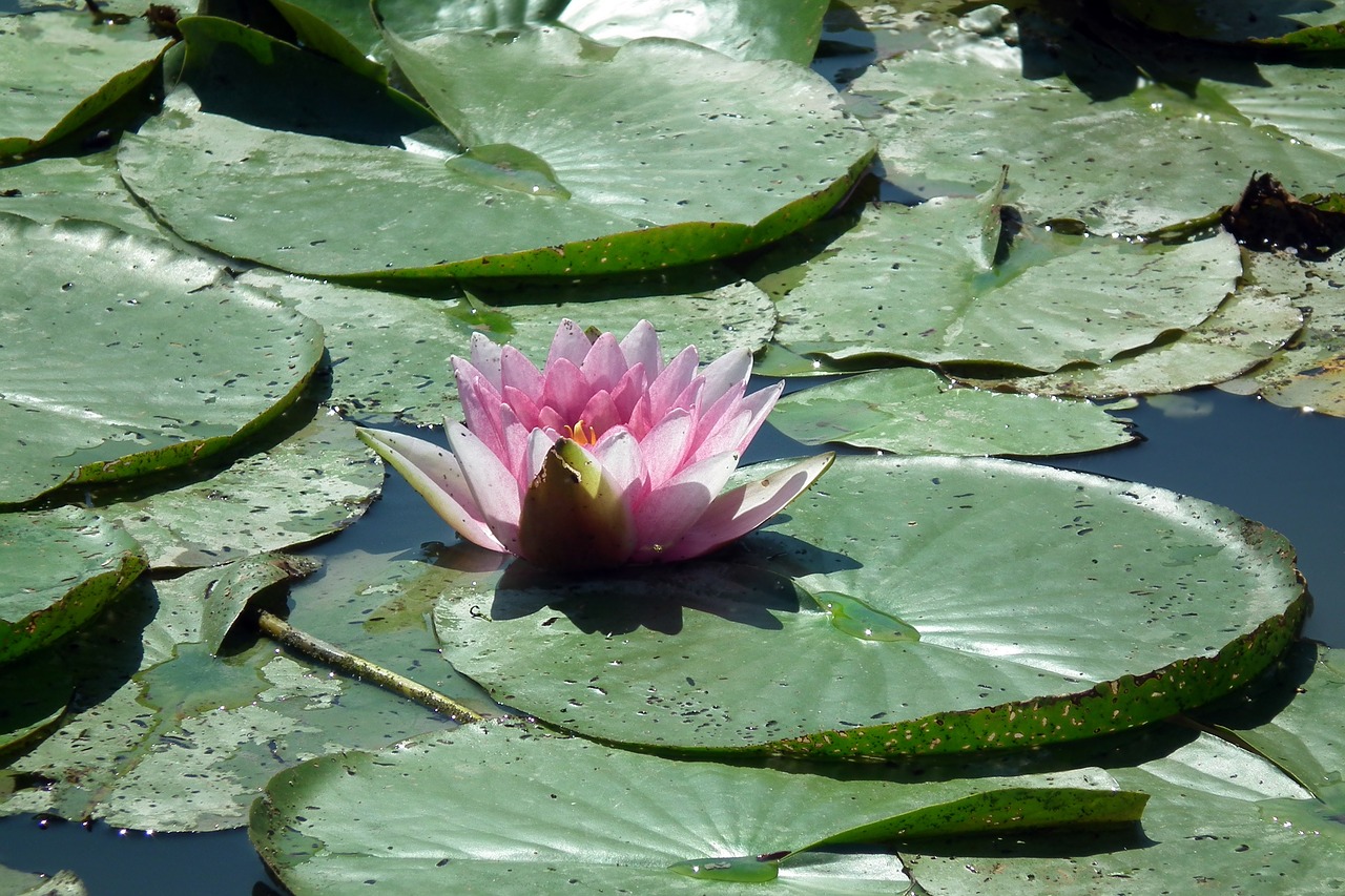 flower  water lily  pond free photo