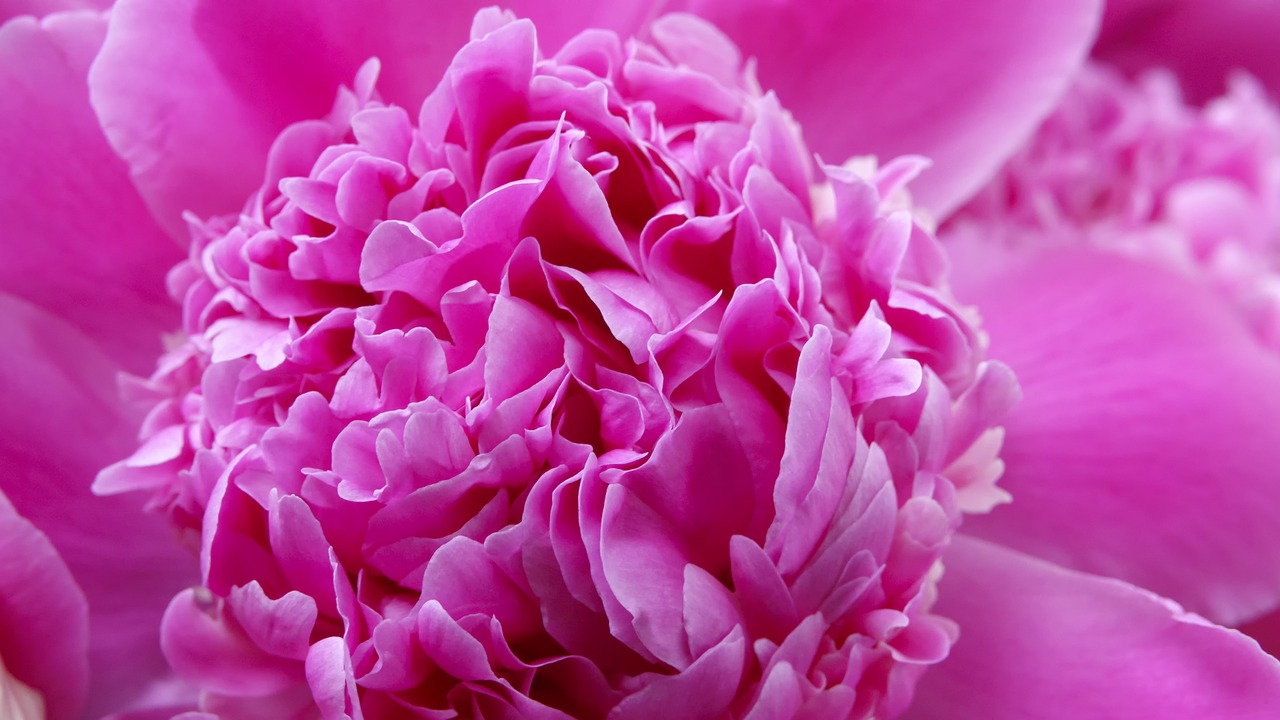 flower  peony  background free photo