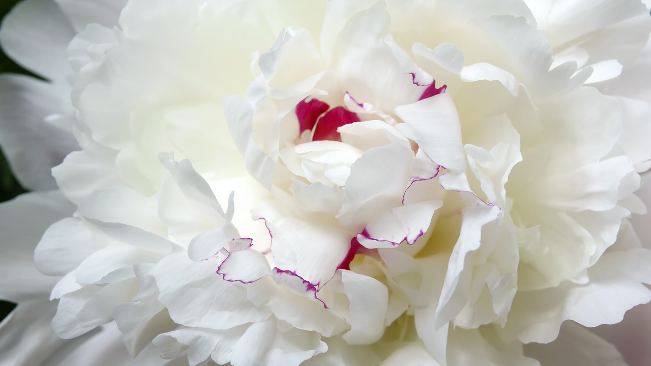 flower  peony  background free photo