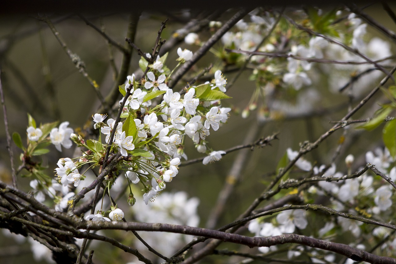 flower  cherry blossom  nature free photo