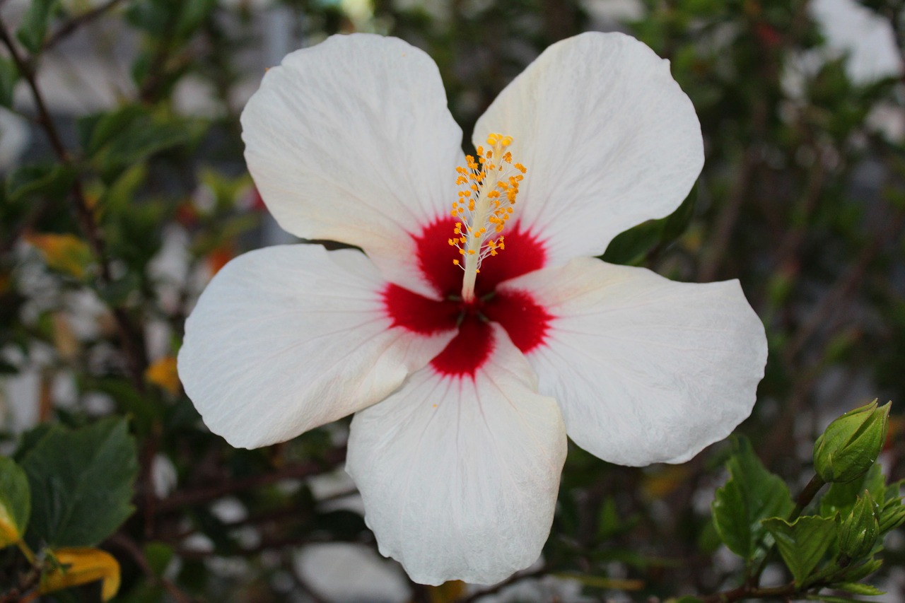 flower  blossom  bloom free photo